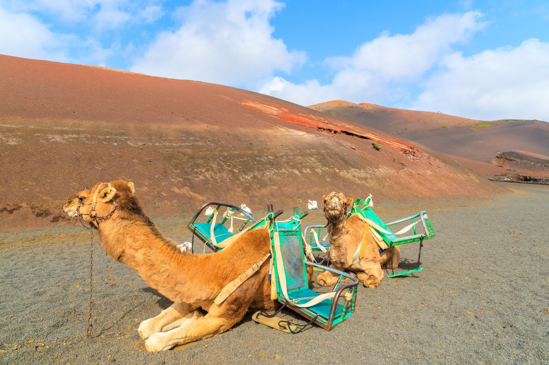 Camels in Timanfaya National Park waiting for tourists, Lanzarote, Canary Islands, Spain